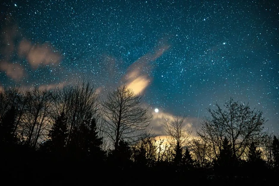 A stunning star-filled night sky over silhouetted trees, capturing cosmic beauty.
