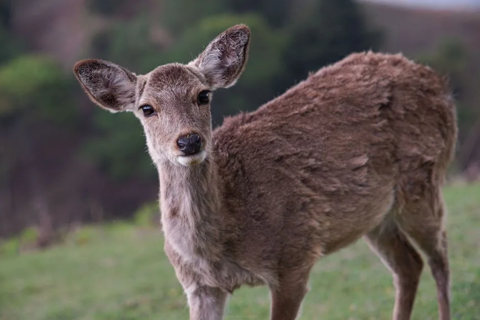 Cute wild little deer with brown fur standing on green abundant lawn in nature on summer day